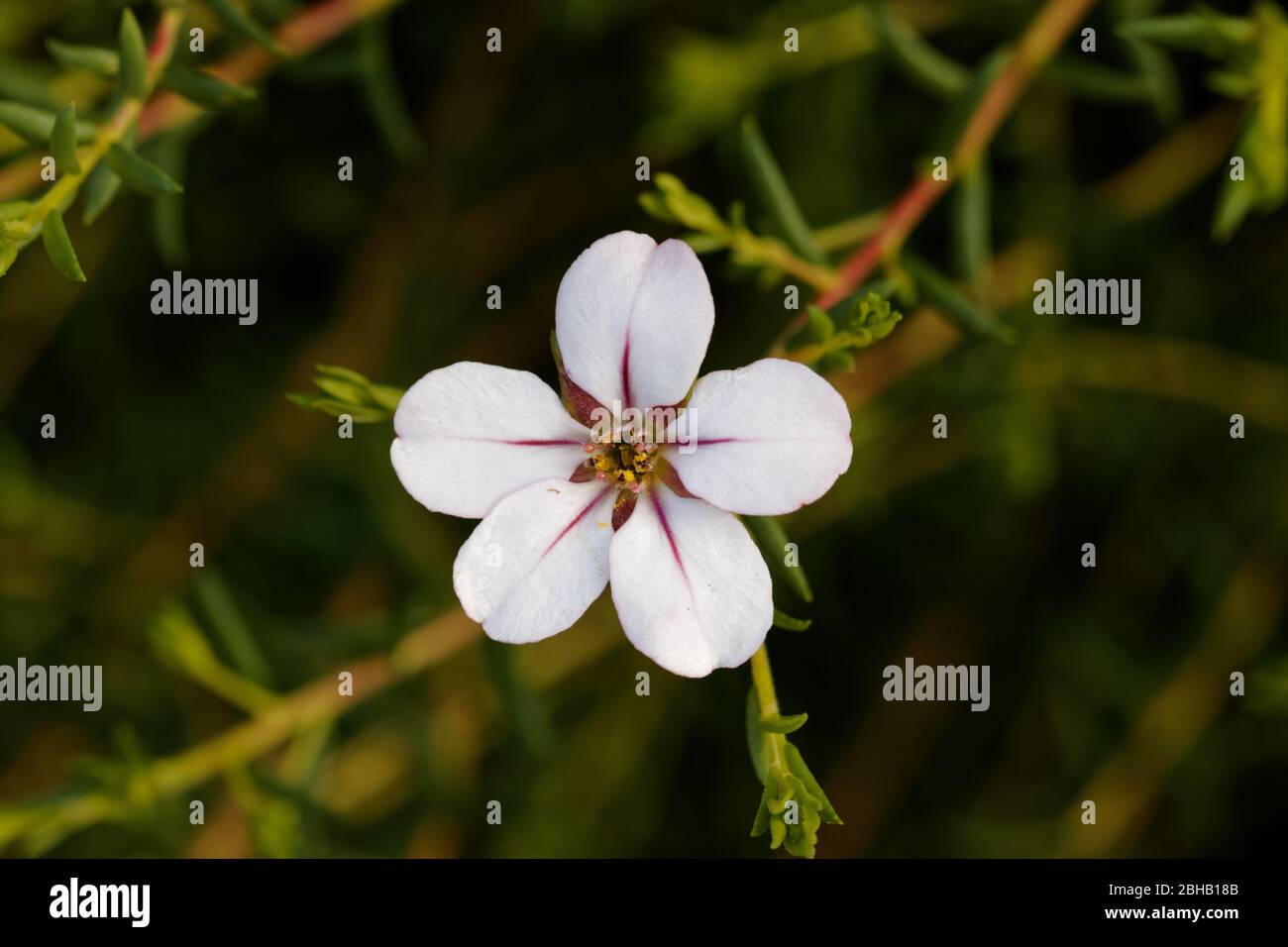 Adenandra uniflora. The flower has five rounded white petals, the glistening white resembling porcelain, with a suffusion of red along the veins. Stock Photo