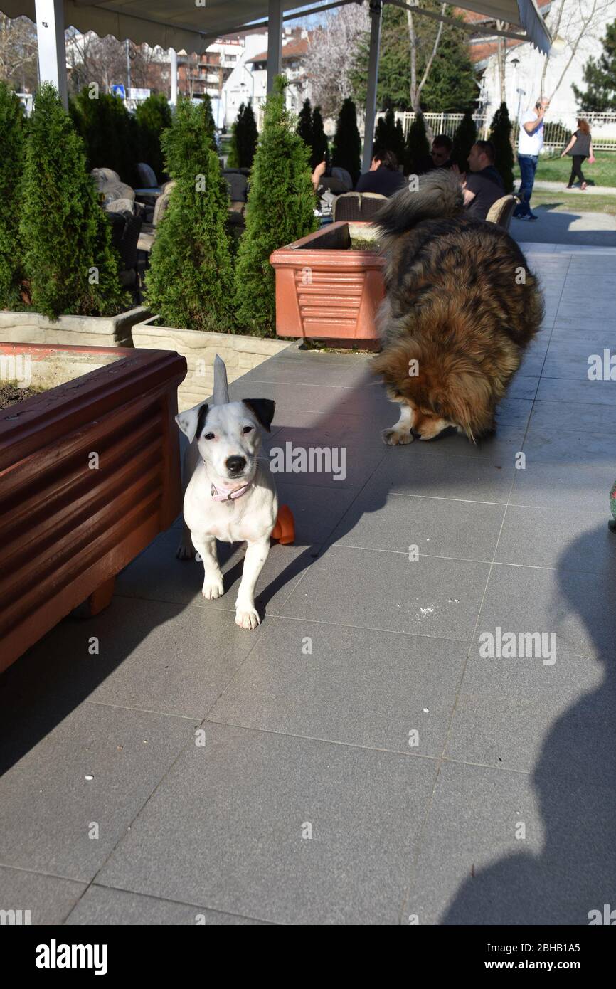 A dog with colorful brown hair and a small white-black dog walking around the cafe together Stock Photo