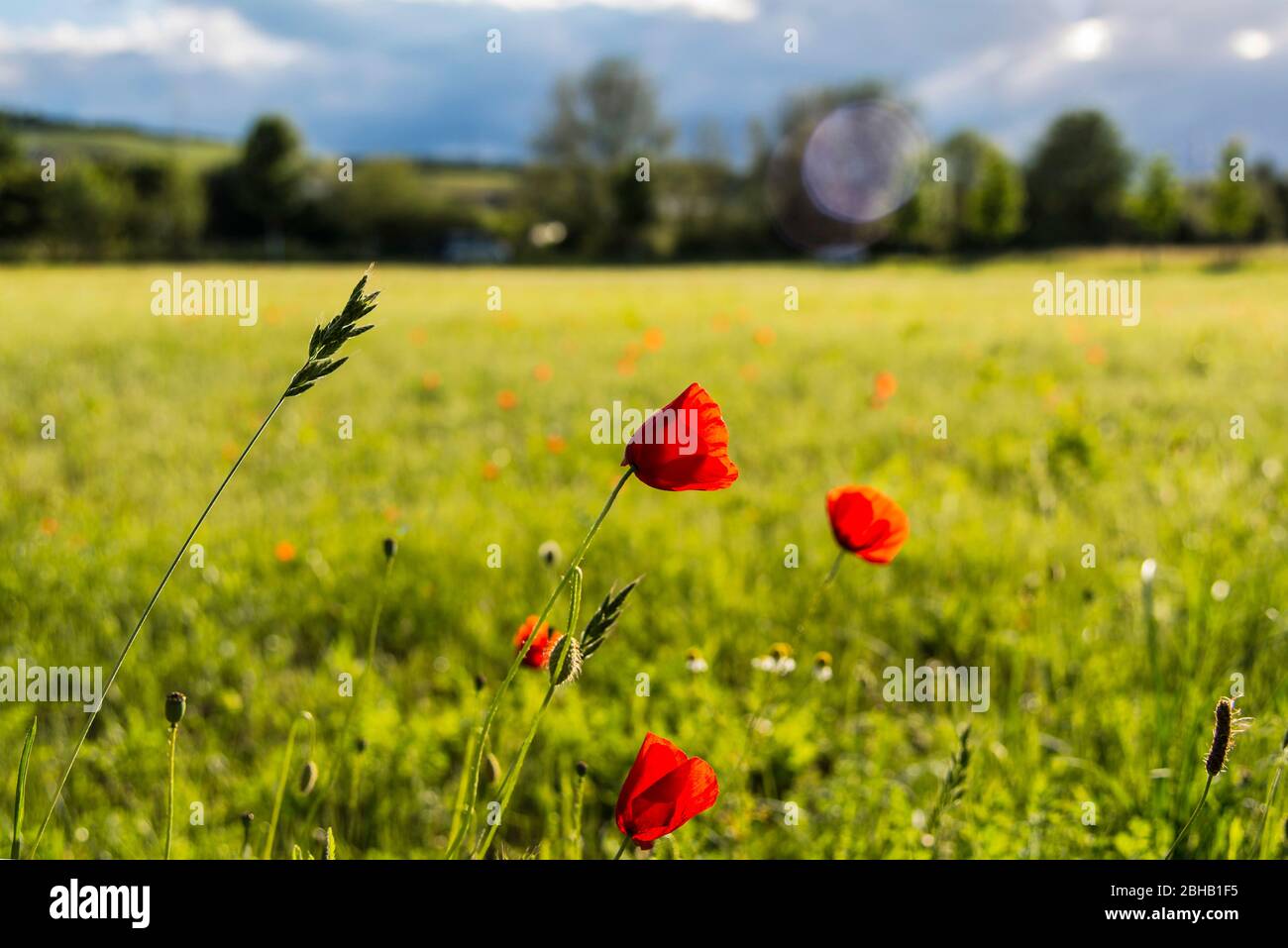 Poppies on summer meadow hi-res stock photography and images - Alamy
