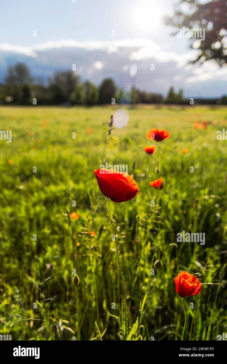Poppies on summer meadow hi-res stock photography and images - Alamy