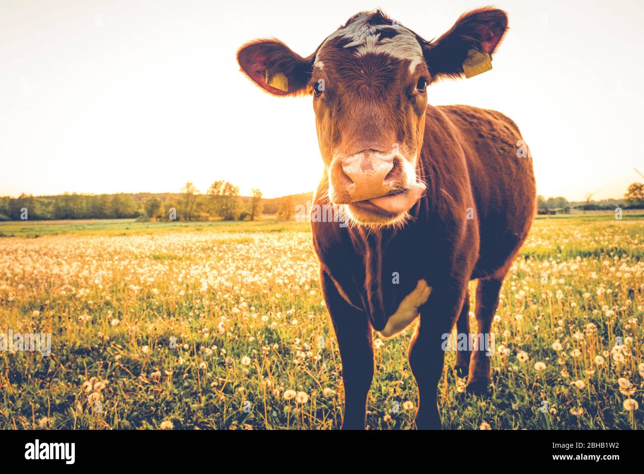 meadow, cow Stock Photo