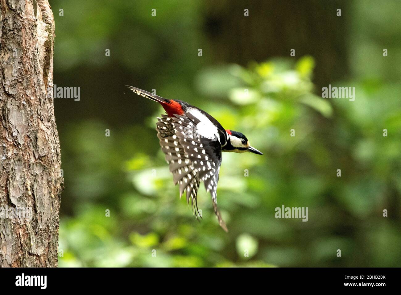 Great woodpeckers at cave Stock Photo