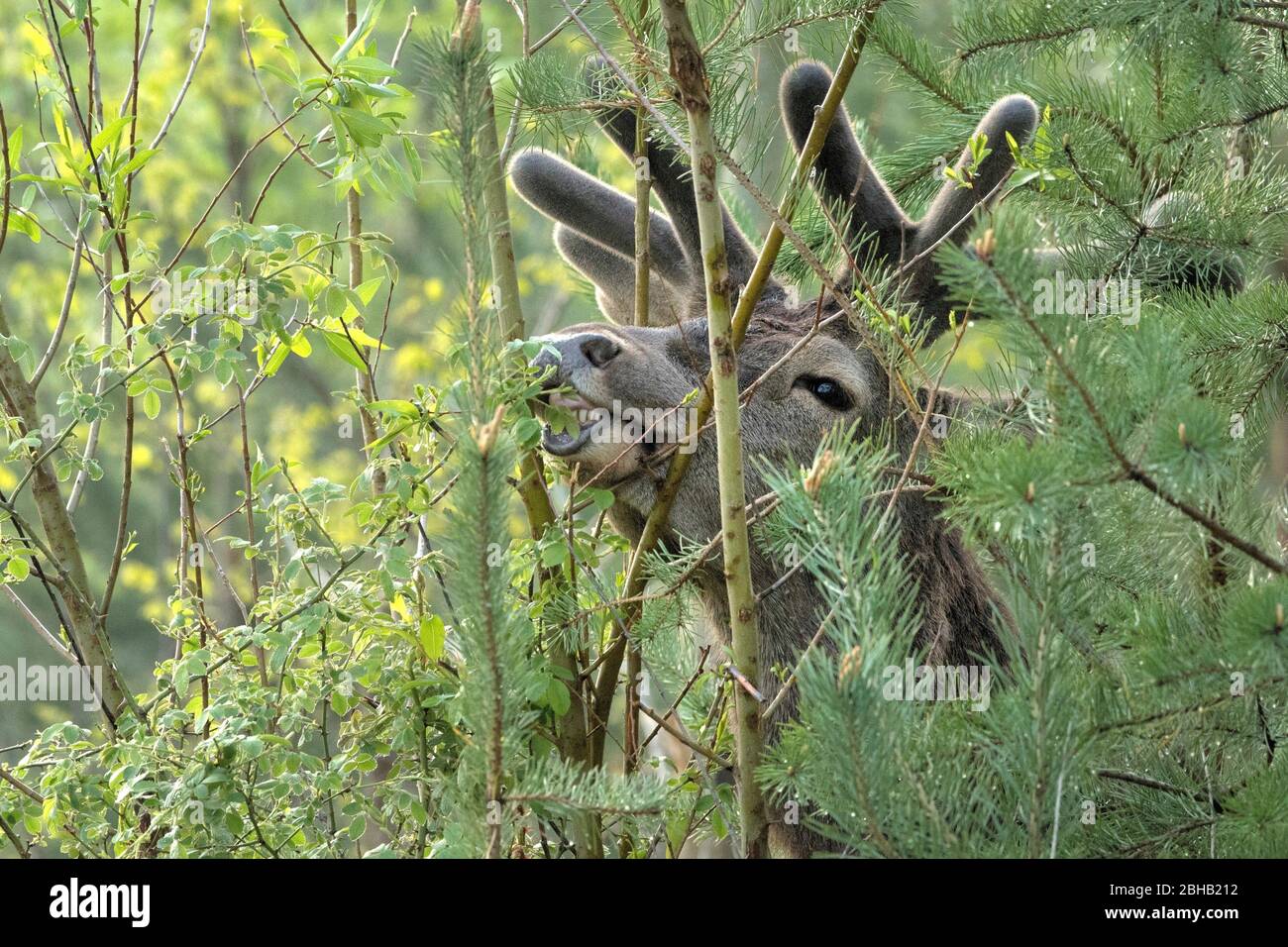 Deer springtime Stock Photo