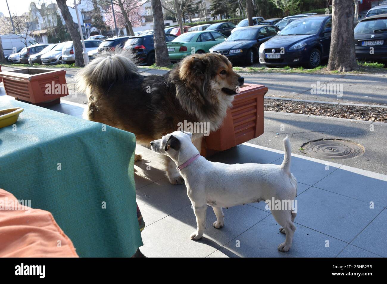 A large brown dog and a small white dog outside the cafe enjoy the sun Stock Photo