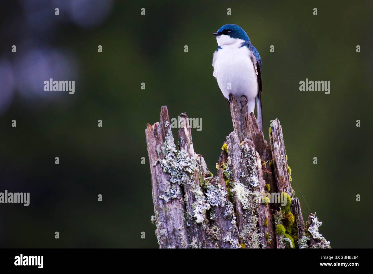 Male tree swallow (Tachycineta bicolor) perched on rotten tree stump, Kellogg Lake, Snohomish County, Washington State, USA Stock Photo