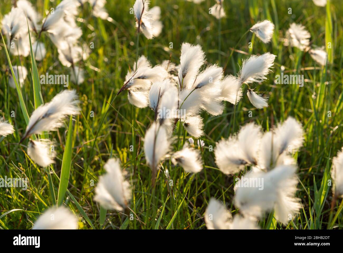 Cottongrass, Cotton Grasses, Eriophorum, Acacia Family, Cyperaceae, Broadleaf Cottongrass, Eriophorum latifolium Stock Photo