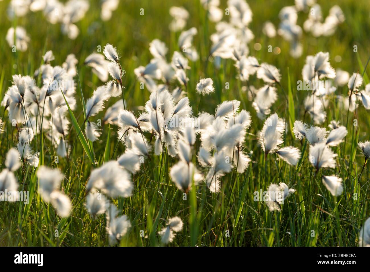 Cottongrass, Cotton Grasses, Eriophorum, Acacia Family, Cyperaceae, Broadleaf Cottongrass, Eriophorum latifolium Stock Photo