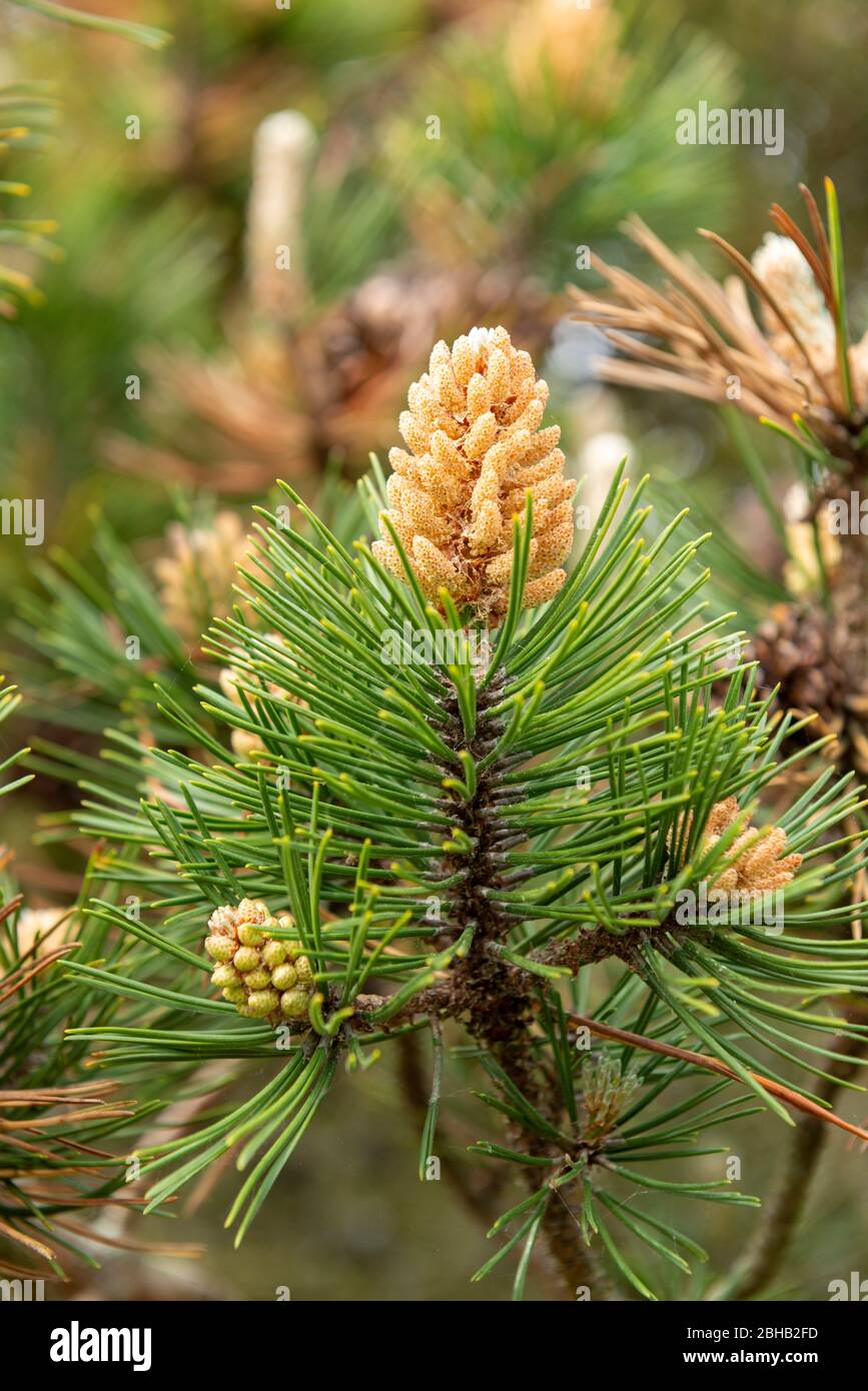 Mountain pine (Pinus mugo) a species of the genus of the pine (Pinus), pine family (Pinaceae). Stock Photo