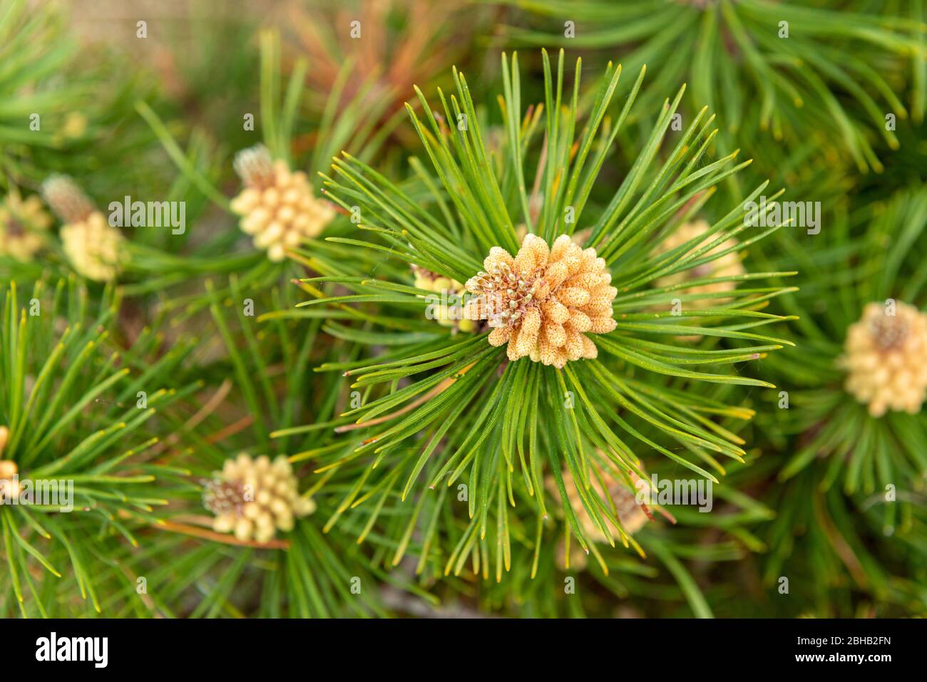 Mountain pine (Pinus mugo) a species of the genus of the pine (Pinus), pine family (Pinaceae). Stock Photo