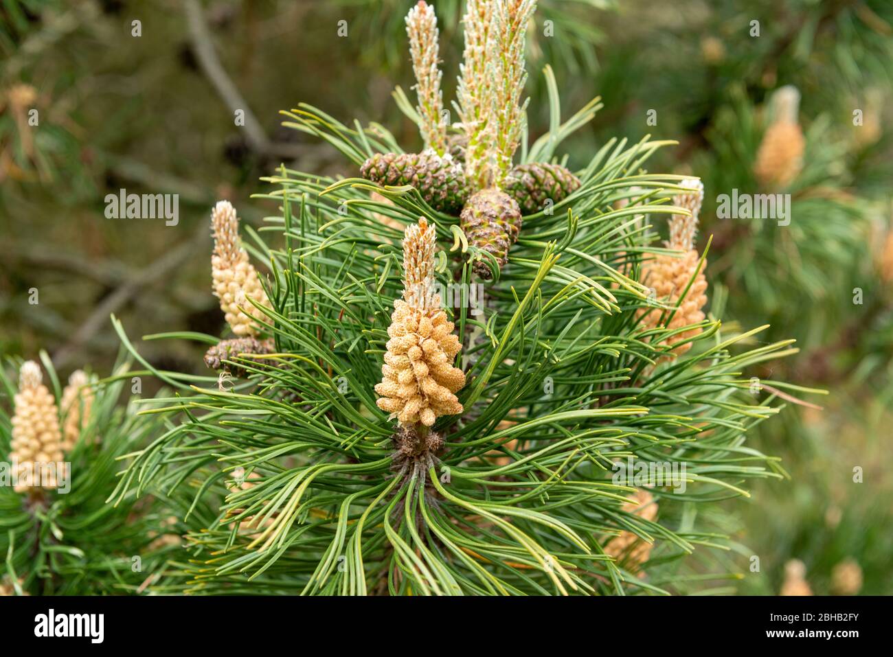 Mountain pine (Pinus mugo) a species of the genus of the pine (Pinus), pine family (Pinaceae). Stock Photo