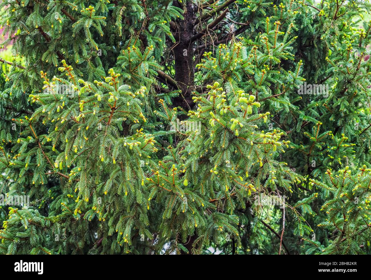 pine (conifer of genus Pinus, family Pinaceae) tree background Stock Photo