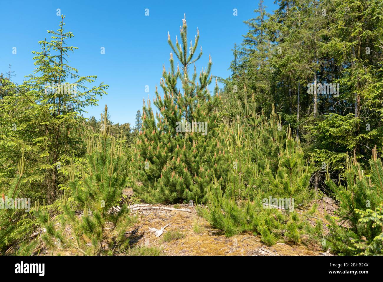 Denmark, mountain pine (Pinus mugo) a species of the genus of pine (Pinus), pine family (Pinaceae). Stock Photo
