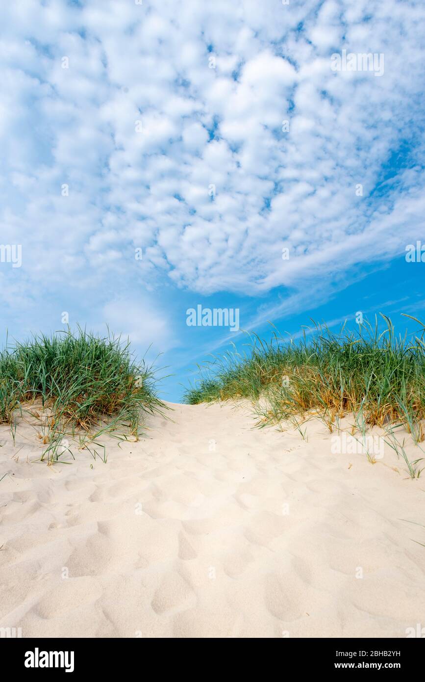 Denmark, Jutland, Ringkobing Fjord, dunes on the beach of Nymindegab. Marram grass (Ammophila) is a plant of the grass family (Poaceae) Stock Photo