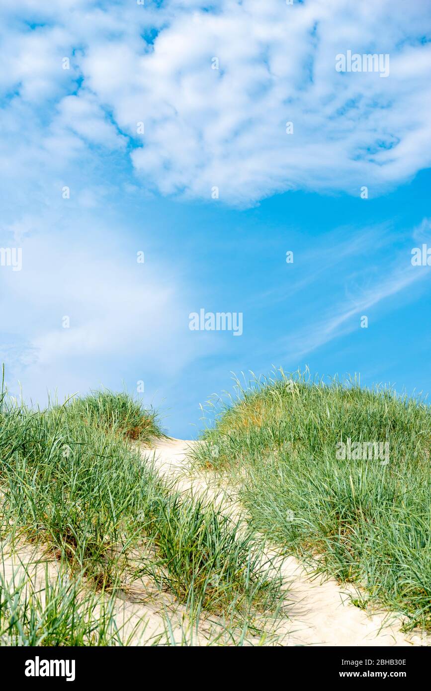 Denmark, Jutland, Ringkobing Fjord, dunes on the beach of Nymindegab. Marram grass (Ammophila) is a plant of the grass family (Poaceae) Stock Photo