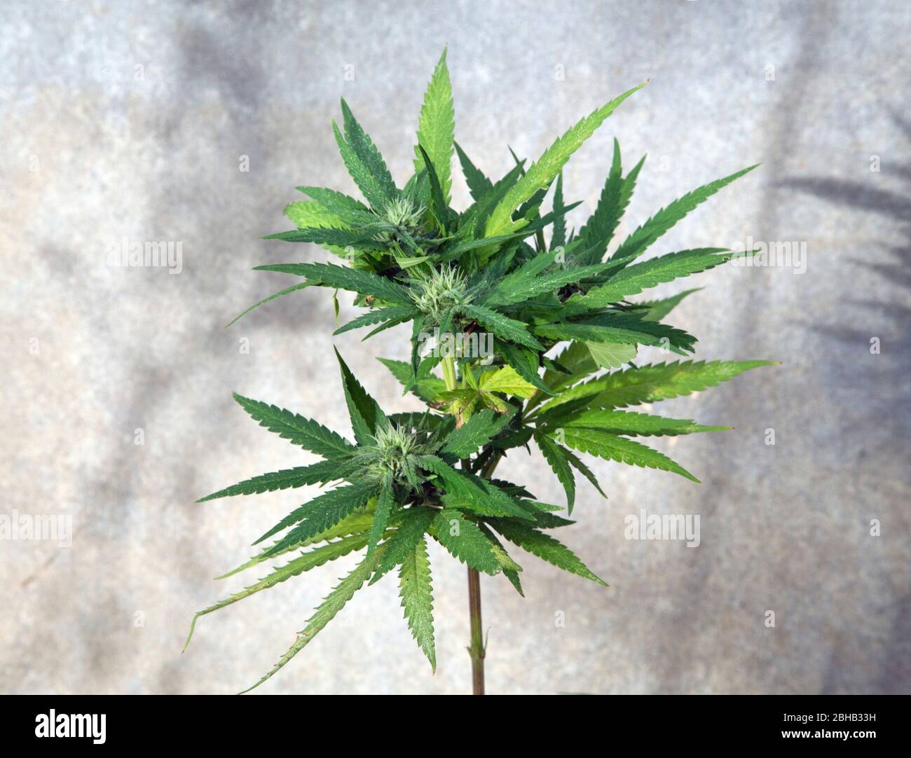 Marijuana (Cannabis sativa) plant. Stock Photo
