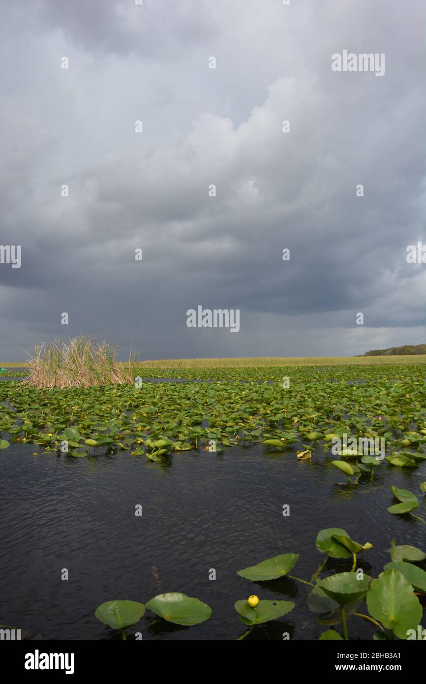 Clouds brewing in a January scene from an airboat tour in Everglades and Francis S. Taylor Wildlife Management Area, Fort Lauderdale, Florida, USA. Stock Photo