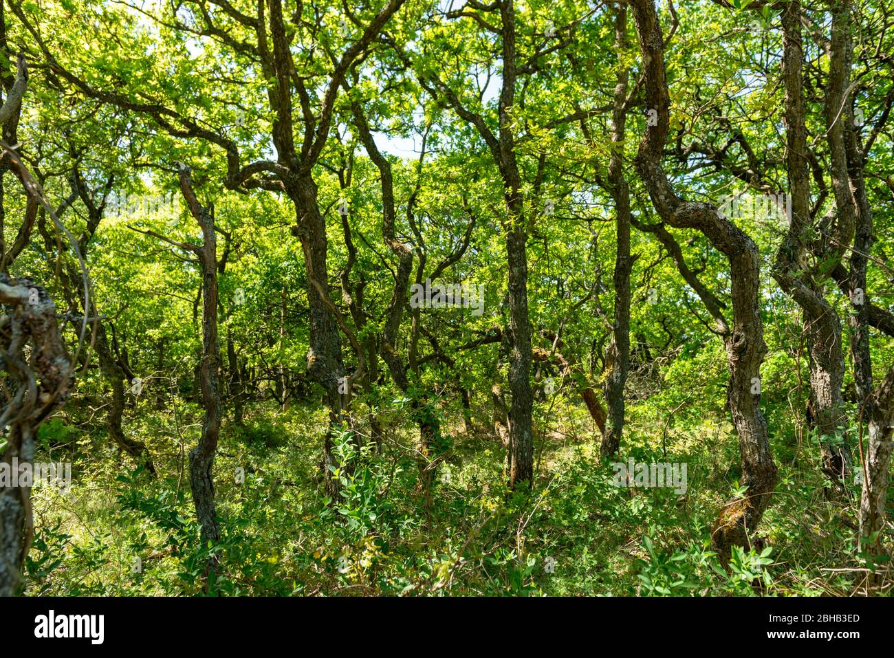 Denmark, Jutland, Ringkobing Fjord, the sent oak forest is located in the Kærgård Plantation in the Vesterhavet Nature Park. Stock Photo