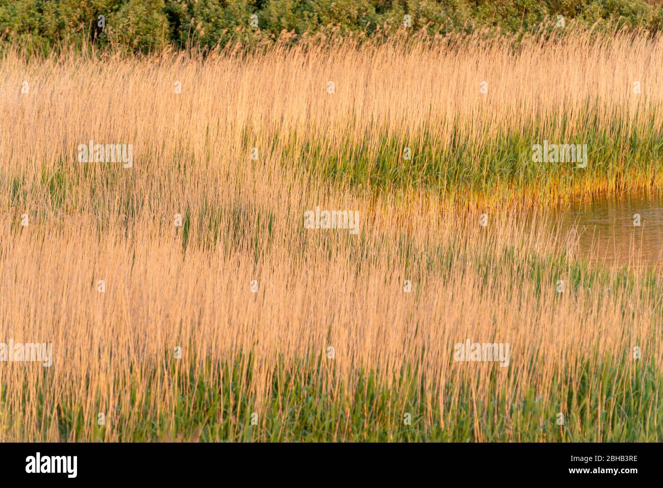 Denmark, Ringkøbingfjord, Varde, Nymindegab, Common reed (Phragmites australis, Phragmites communis) Common breed of grasses (Poaceae) Stock Photo