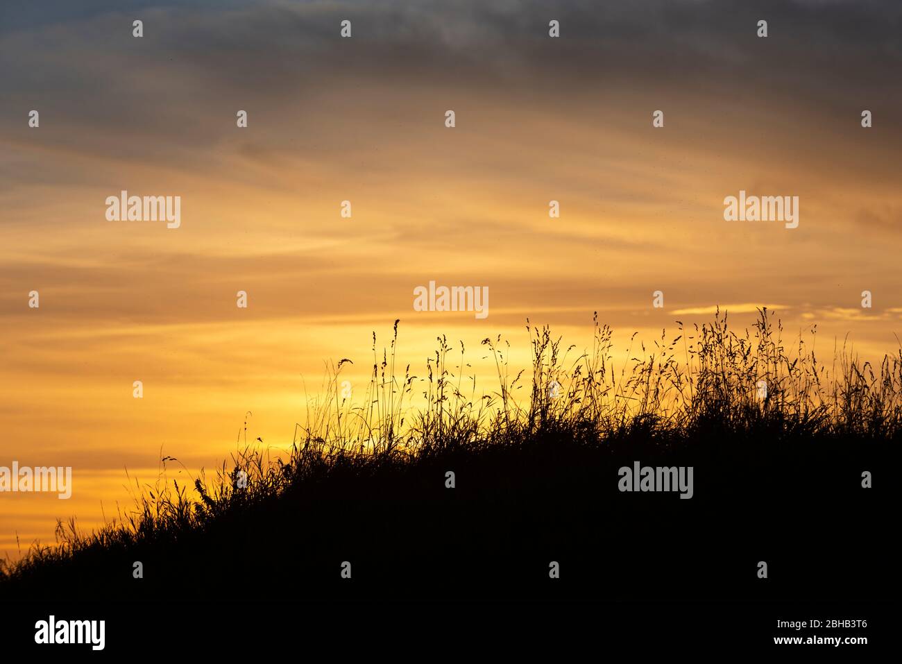 Grass silhouette before evening sky. Stock Photo