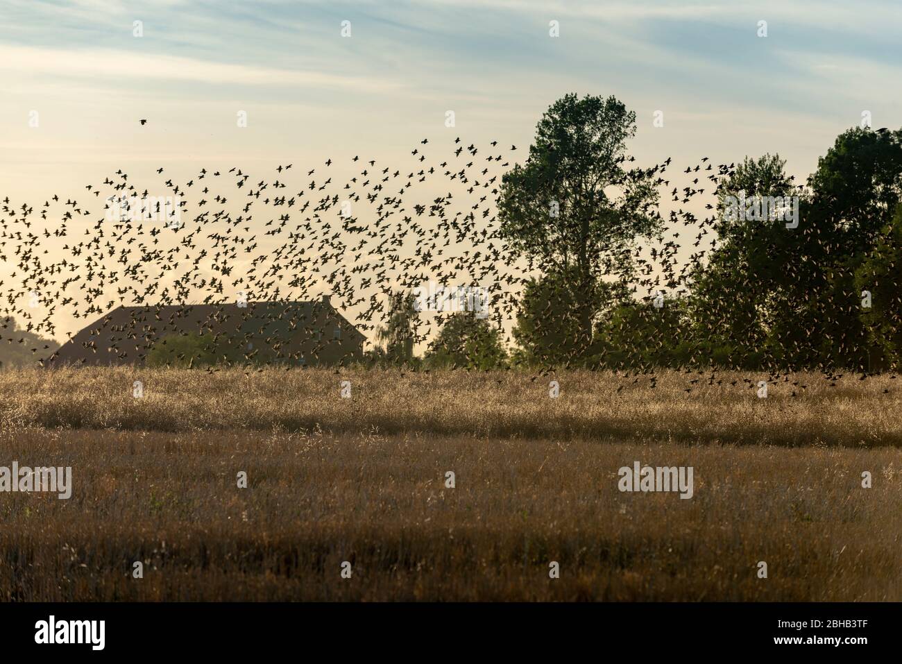 Stare (Sturnidae), star swarm in East Frisia. Stock Photo