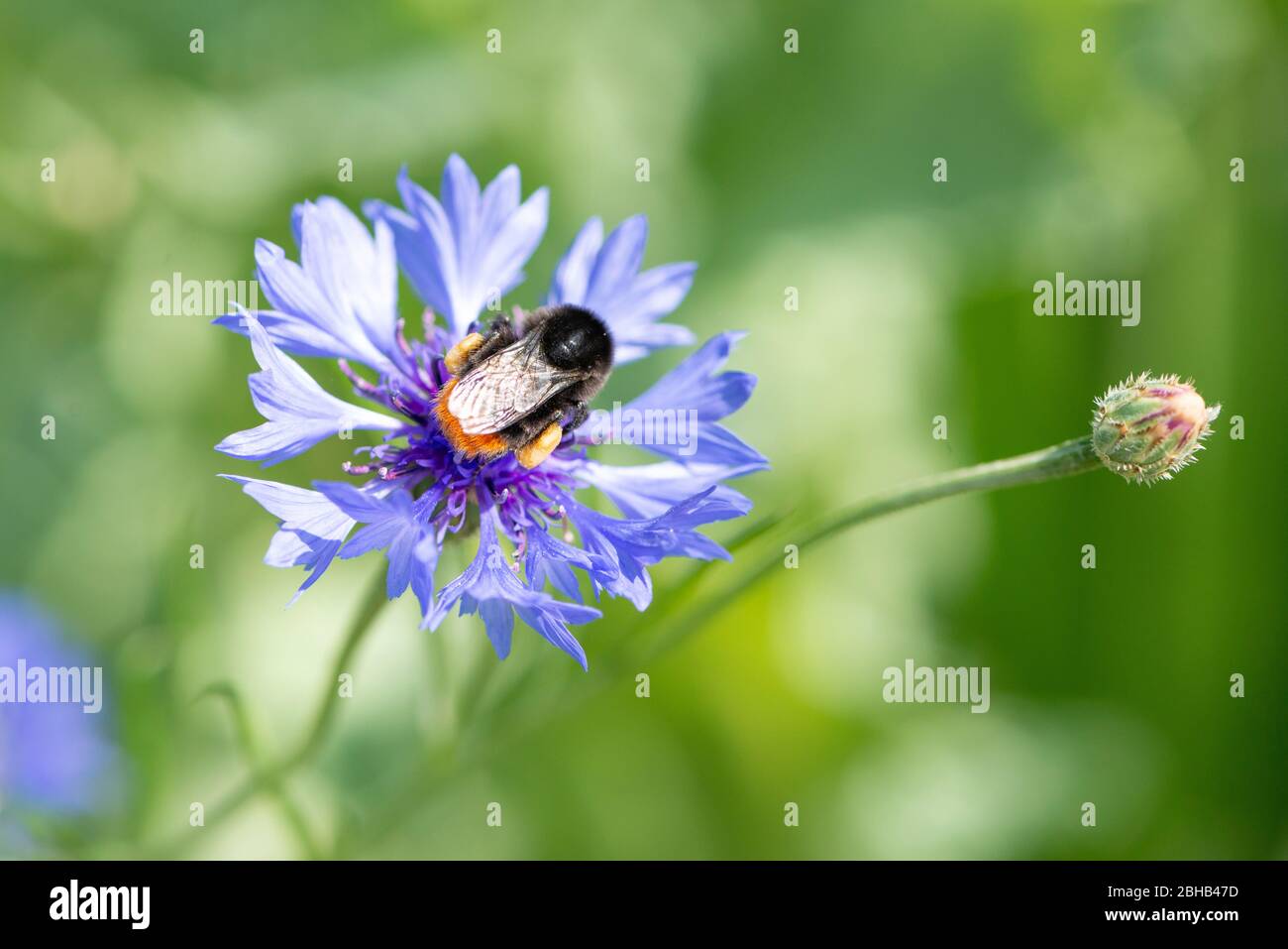 Bumblebee (Bombus), on a cornflower (Cyanus segetum Hill, Centaurea cyanus L.), or called cyanide. Stock Photo