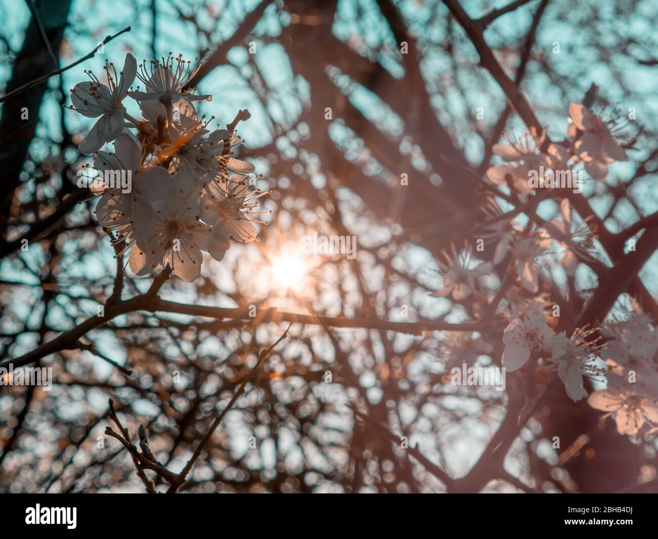 Japanese art cherry blossom hi-res stock photography and images - Alamy
