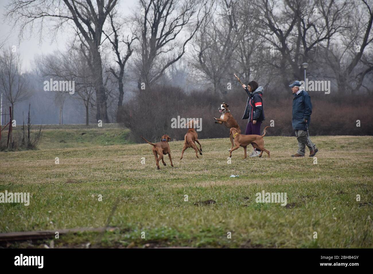 Four racial dogs jump around a girl throwing a stick at them Stock Photo