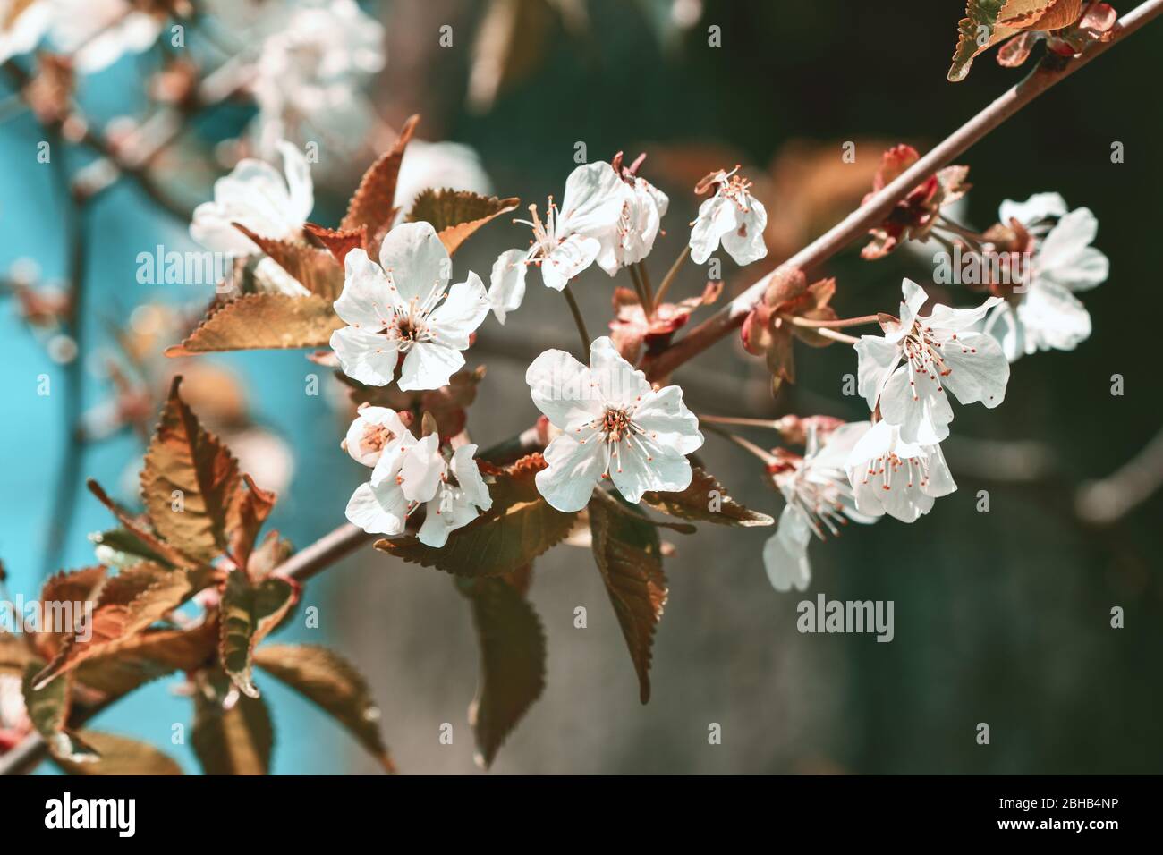 White cherry blossoms flowerhead closeup in bloom Stock Photo Alamy