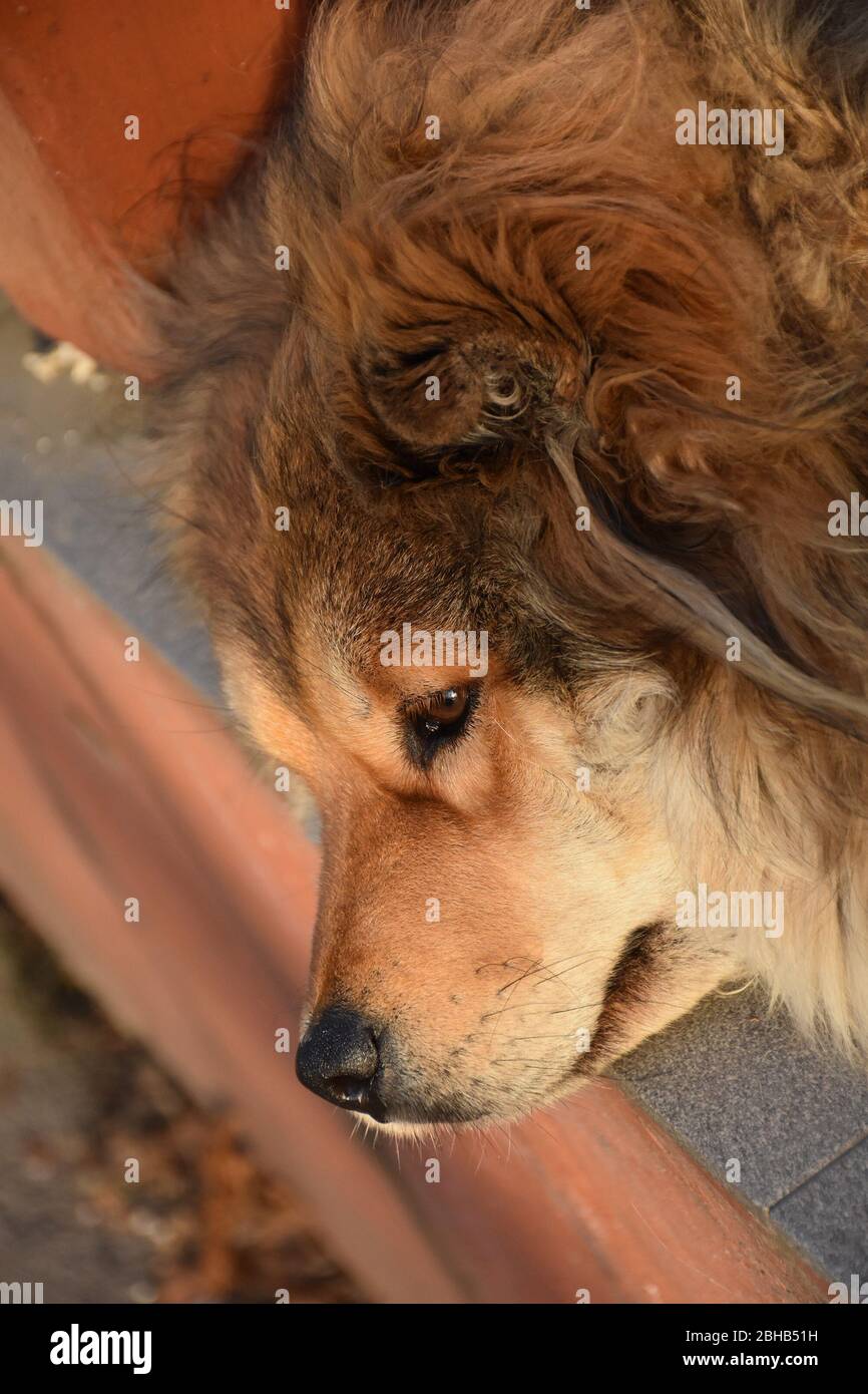 The dog enjoys the sun. Outstretched front paws and head and muzzle close up Stock Photo