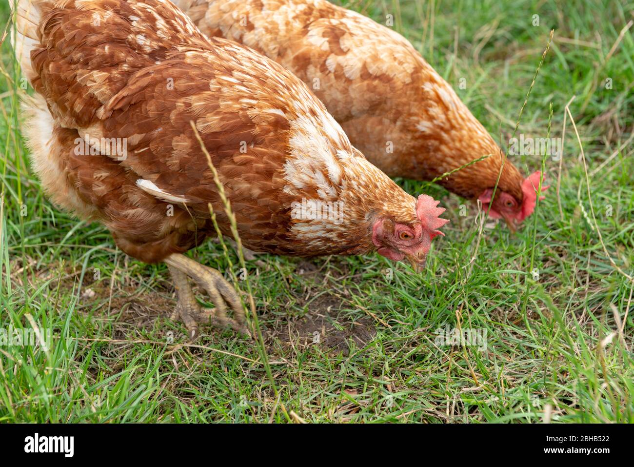 Barn hen (Gallus gallus domesticus), free range Stock Photo