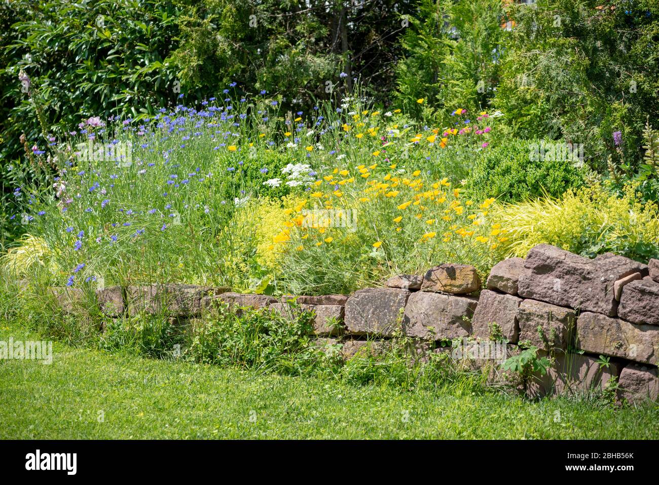 Garden with colorful ornamental flowers, flower meadow. Stock Photo