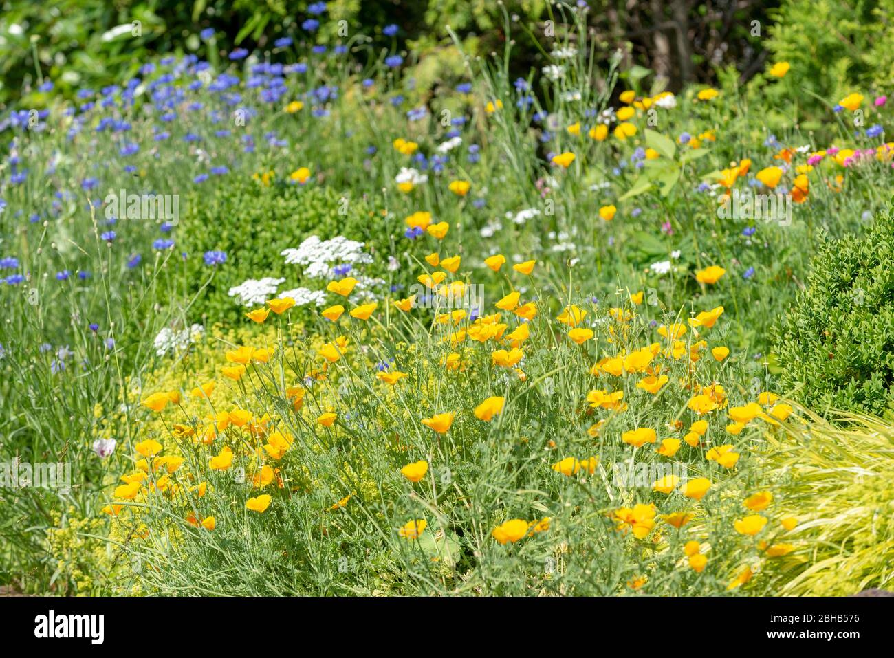 Garden with colorful ornamental flowers, flower meadow. Stock Photo