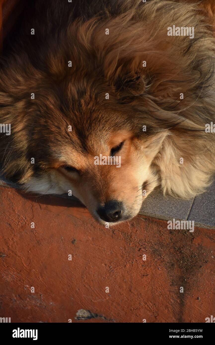 The head of a large brown dog enjoying and napping in the sun Stock Photo