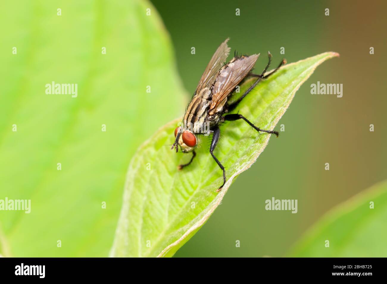 muscidae insects lurking on the green leaf, in the natural wild state ...