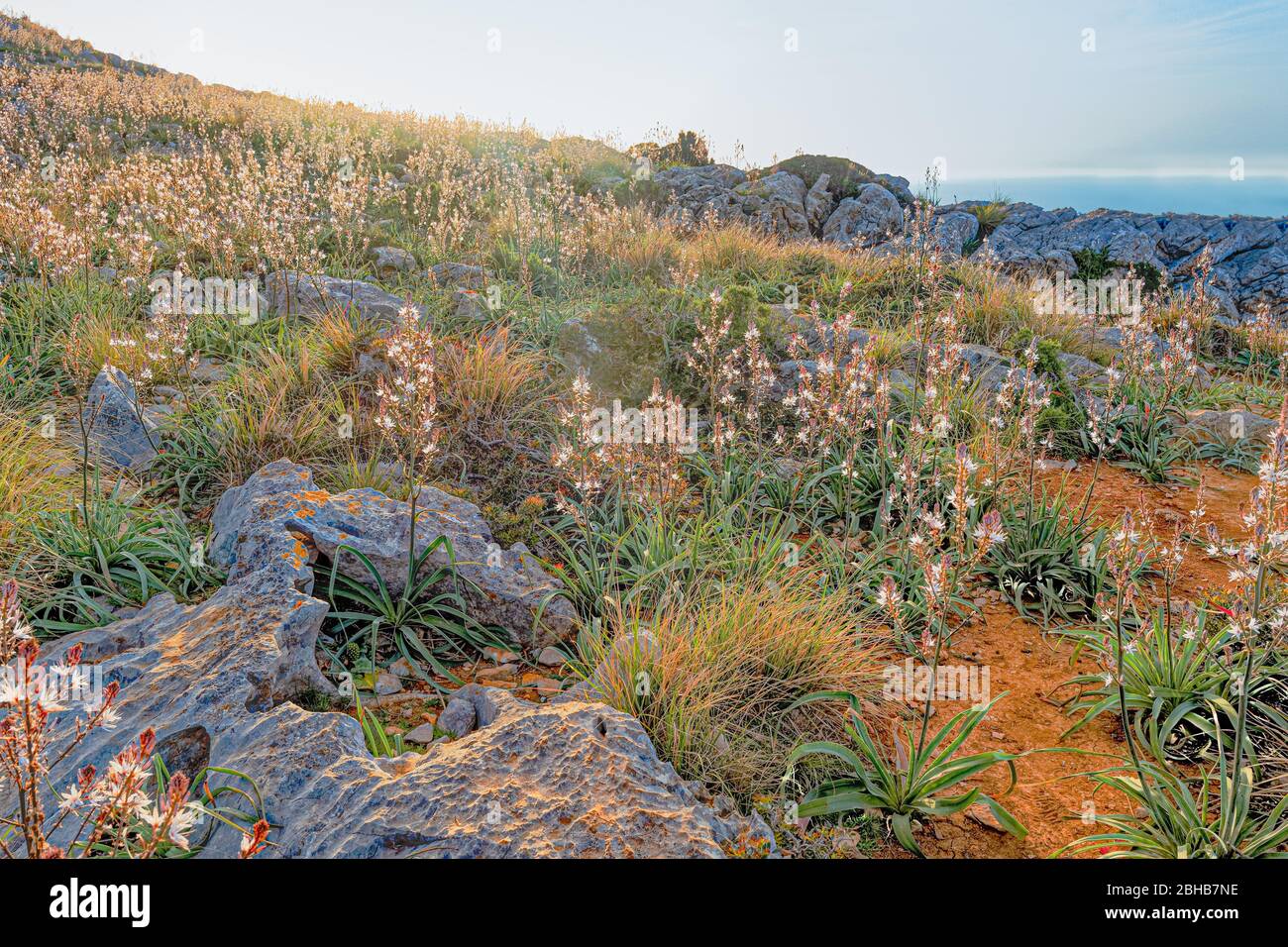 Bucolic scene: white flowers, grass and moss over rocky red clay soil on a cliff close to Cap Formentor, Mallorca Stock Photo