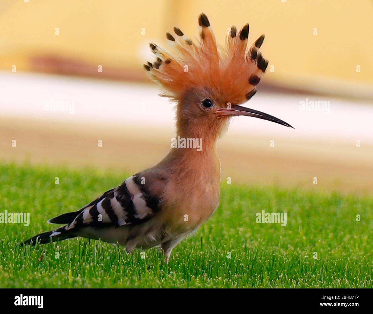 Hoopoe woodpecker finding food from the green grass Stock Photo Alamy