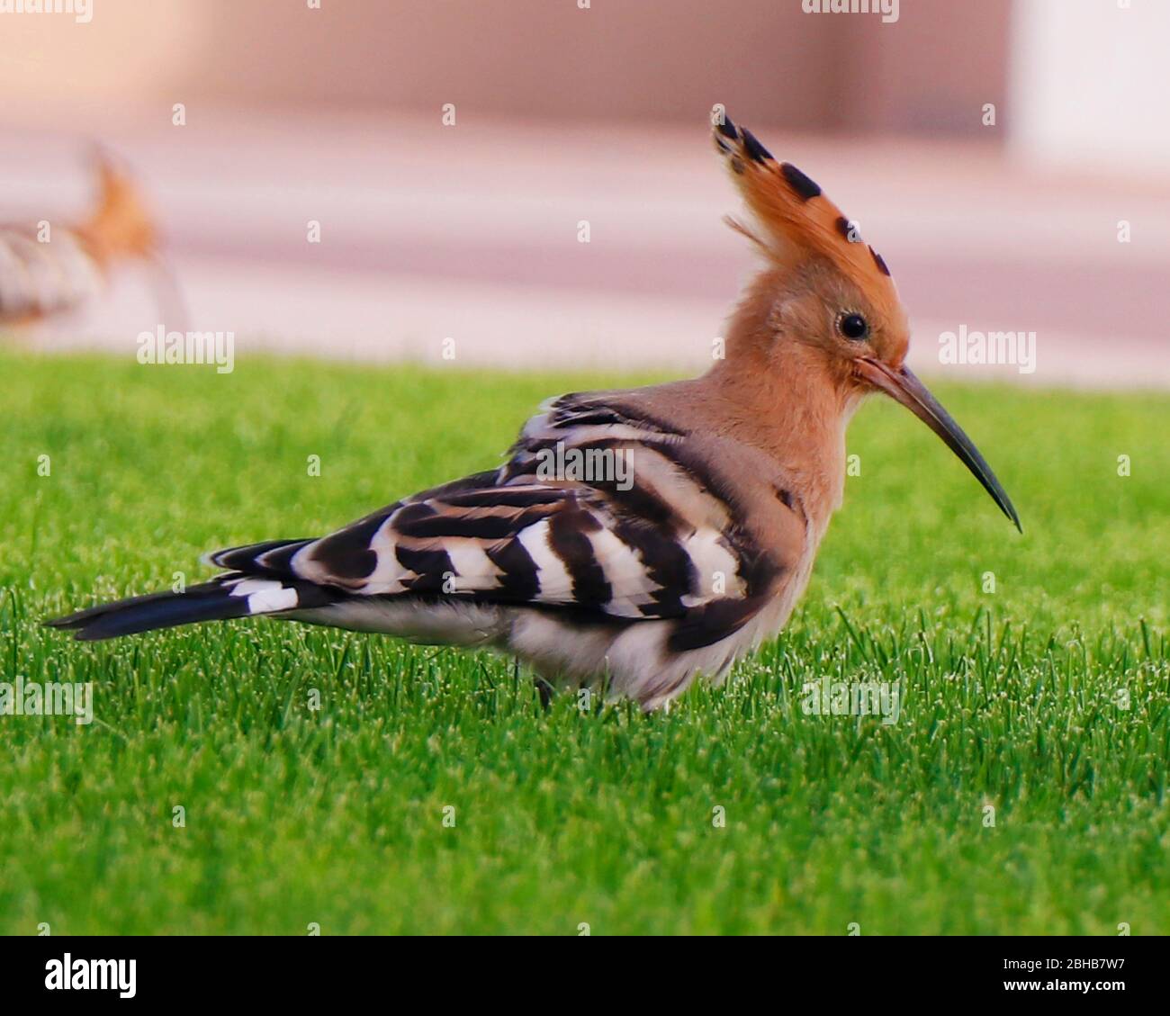 Hoopoe woodpecker finding food from the green grass Stock Photo Alamy