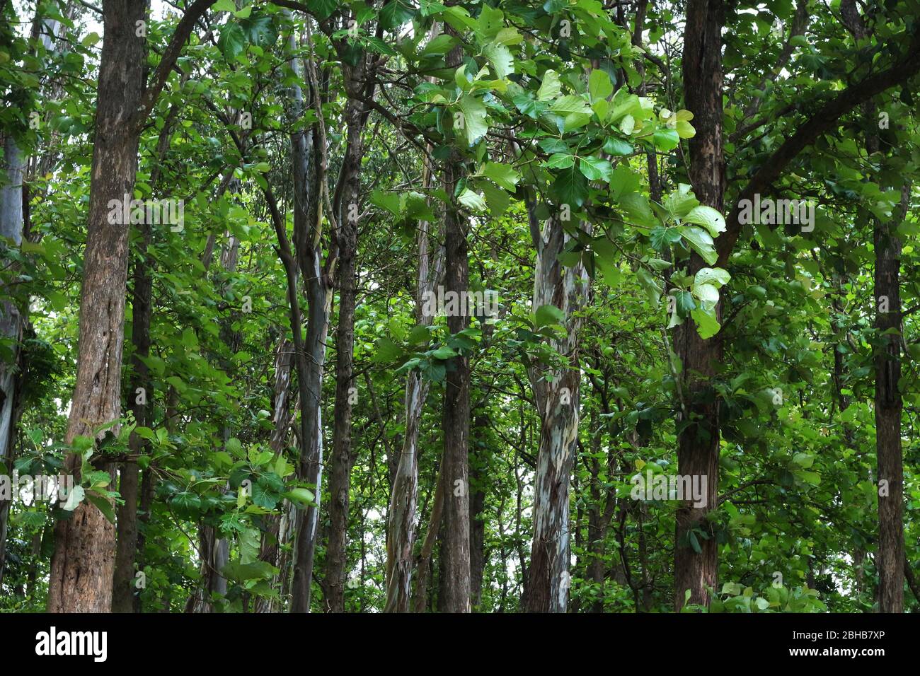 Teak trees in an agricultural forest in Kerala India Stock Photo Alamy