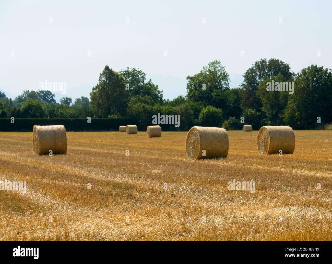 Large round bales of hay scattered over a field in bright sunny weather ...