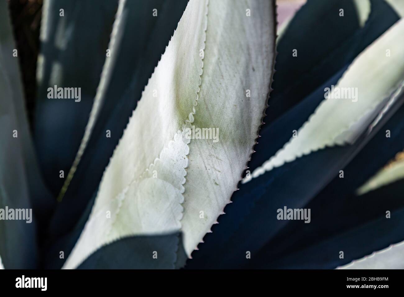 Pencas cactus with its blue-green, fleshy and spiny leaves Stock Photo