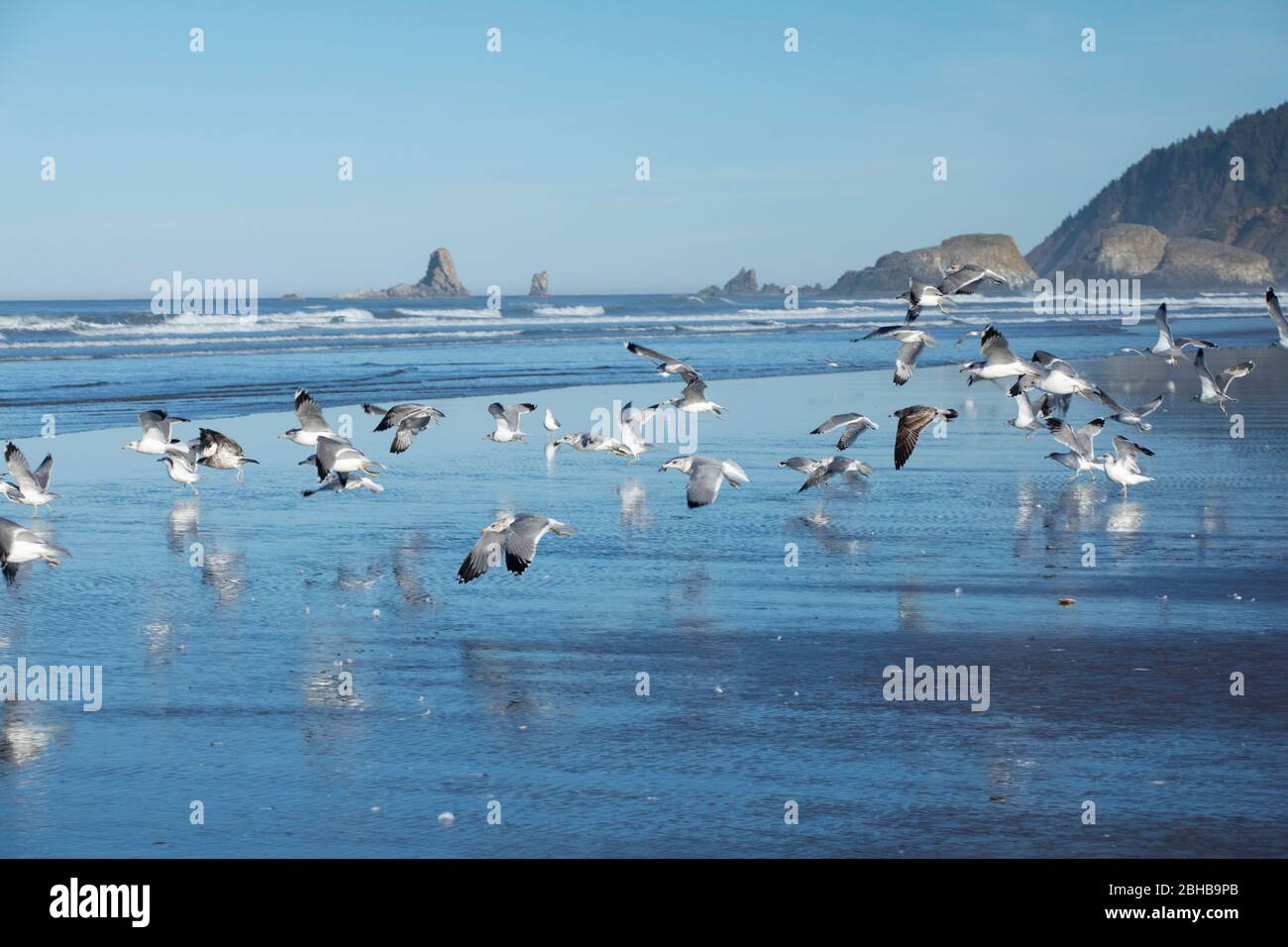 Seagulls in flight hires stock photography and images Alamy