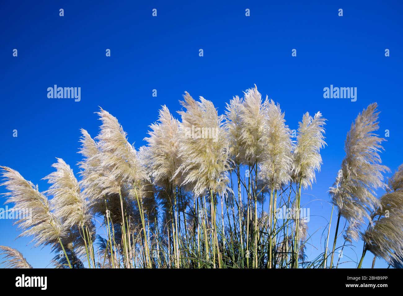 Pampas grass, Cannon Beach, Oregon, USA Stock Photo Alamy