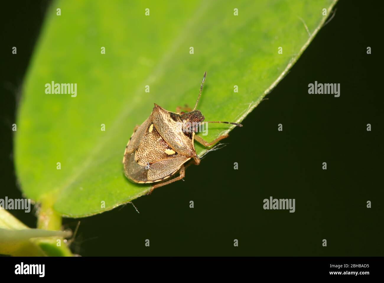 a kind of insects stinkbug Stock Photo