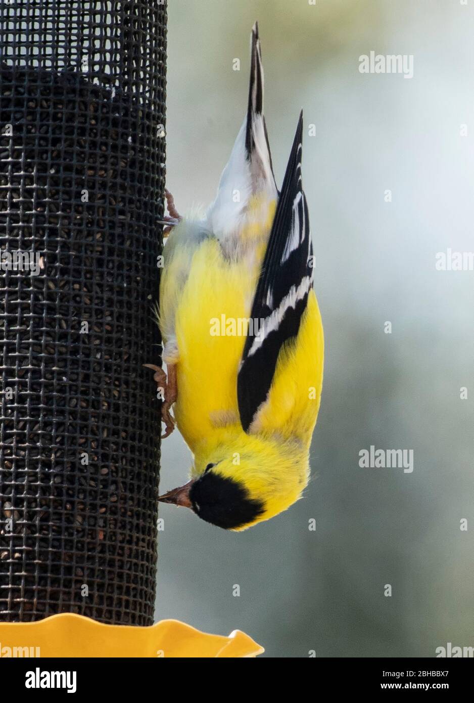 Seed eater Stock Photo