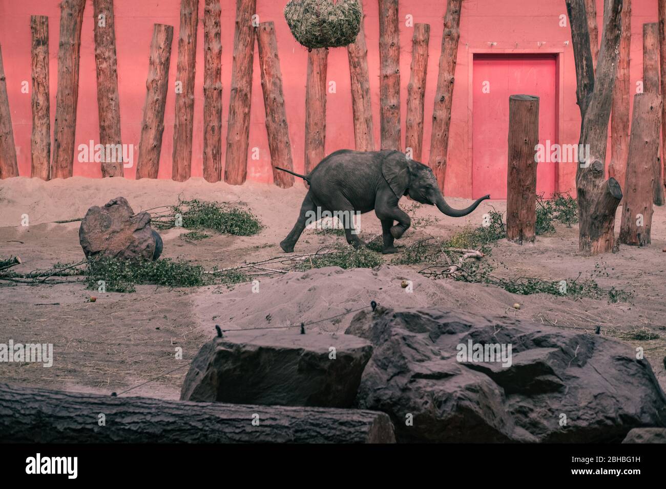 Young Baby Elephant in Beekse Bergen Zoo, The Netherlands, Europe. Stock Photo