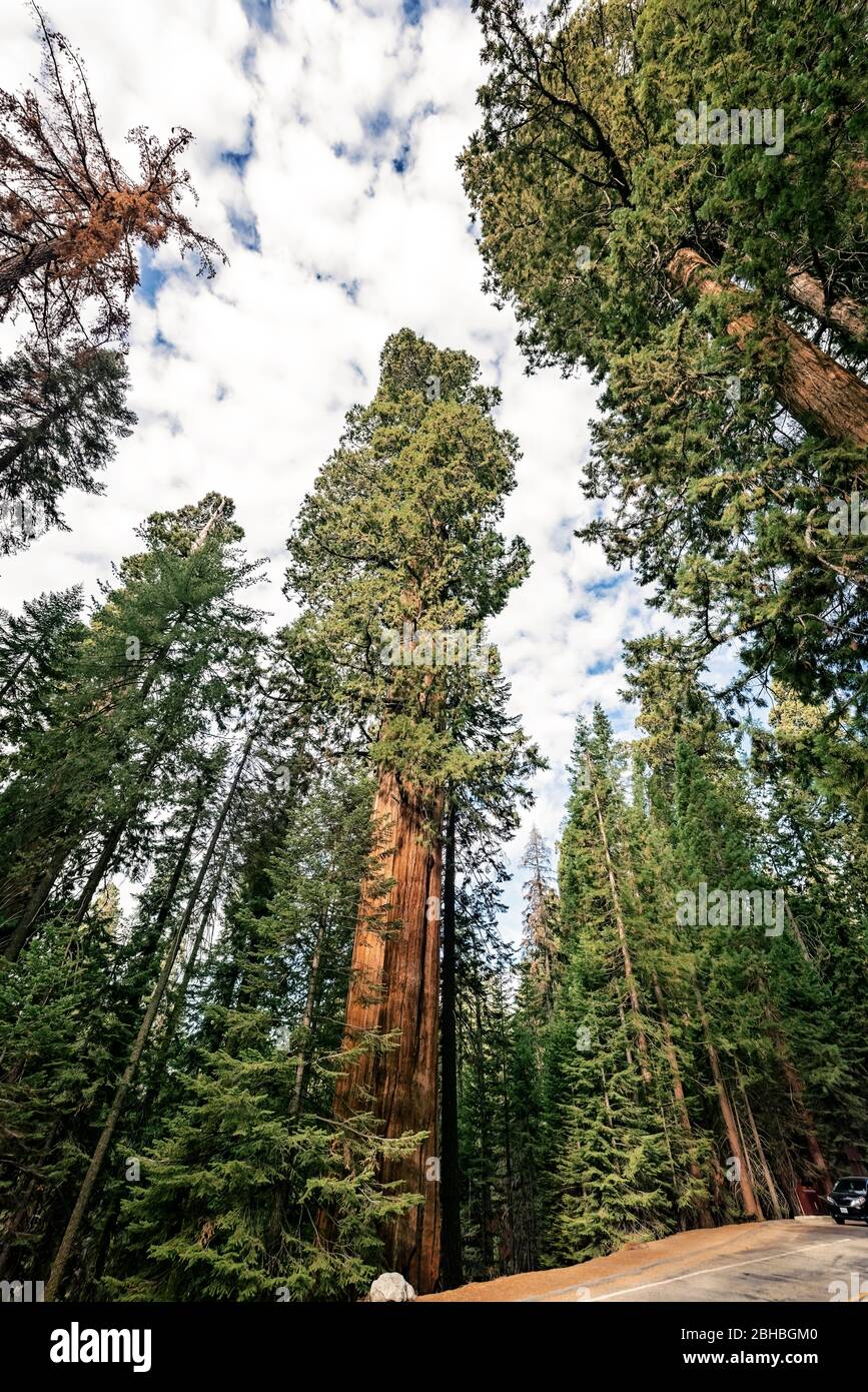 View at Gigantic Sequoia trees in Sequoia National Park, California USA