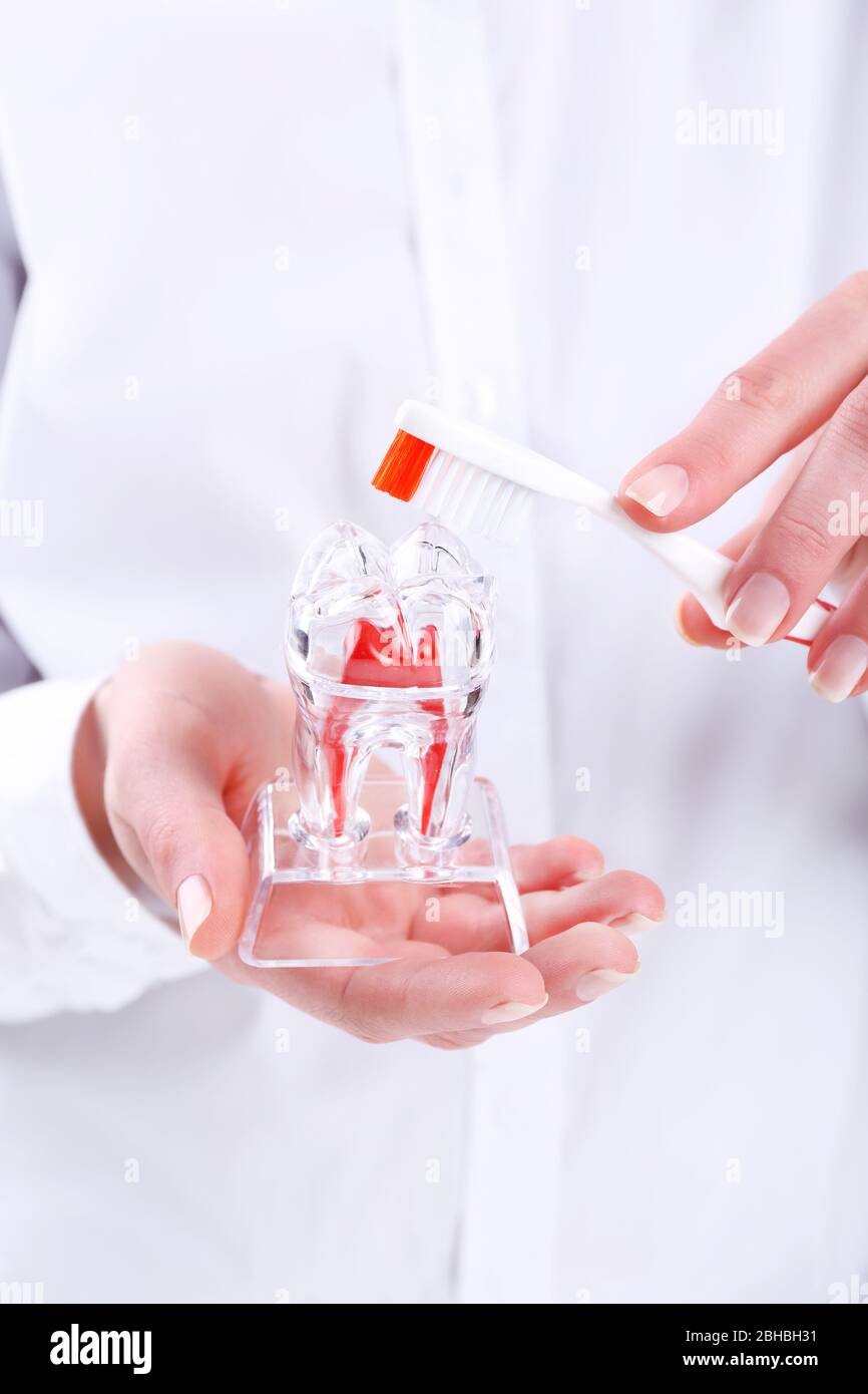 Female hands holding dental model, closeup Stock Photo - Alamy