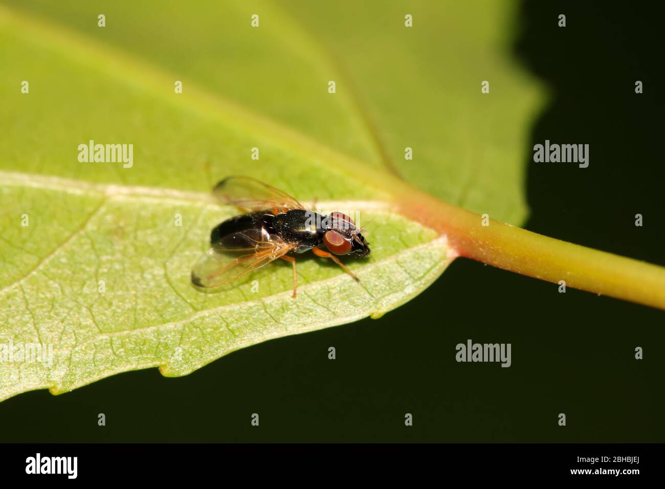 a kind of muscidae insects on a green leaf, in the natural wild state ...