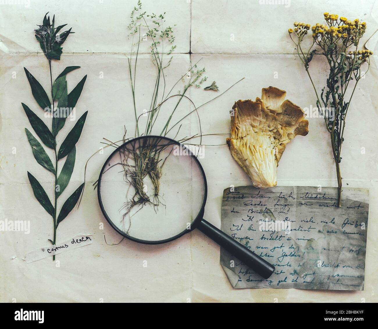 Alternative medicine Still life. Set of herbarium. Wild dry, pressed flowers over vintage paper. History of Pharmacy Stock Photo