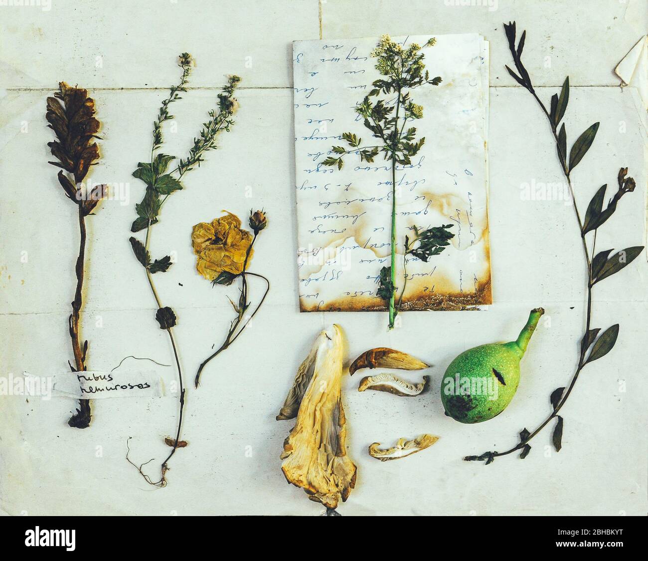 Alternative medicine Still life. Set of herbarium. Wild dry, pressed